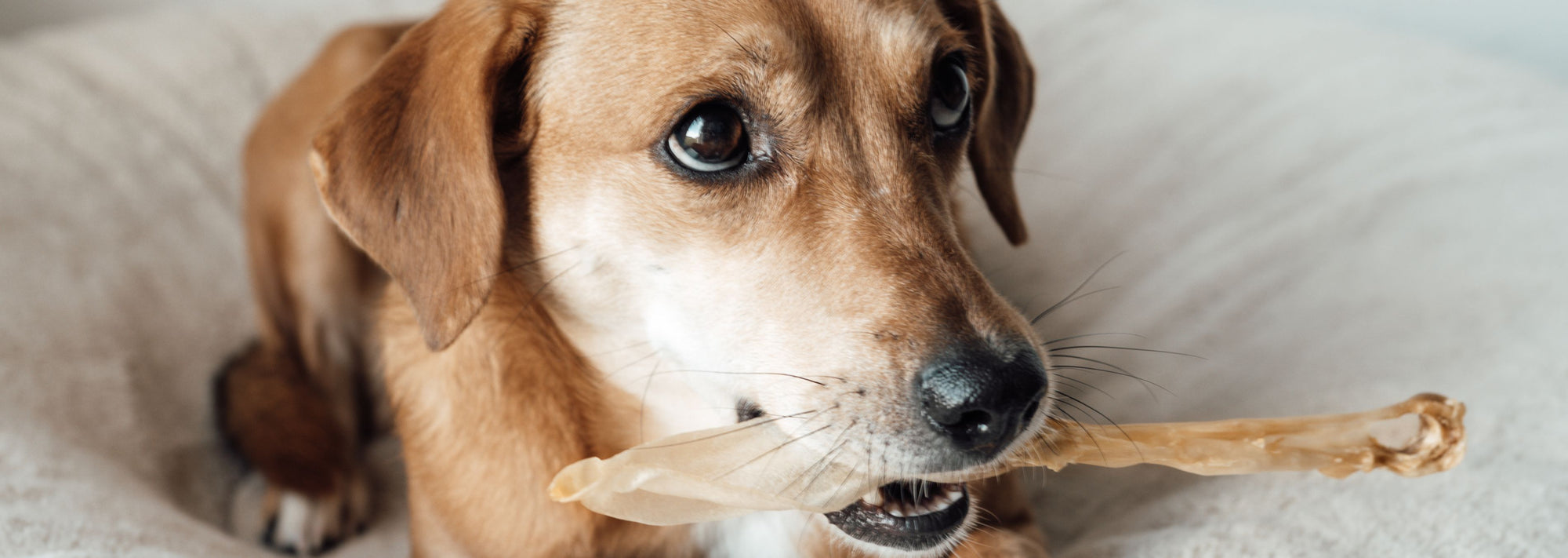 HUNDESNACKS