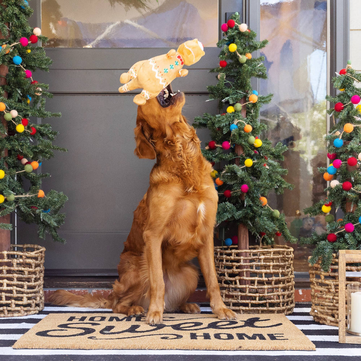 Cookie Saurus Hundespielzeug