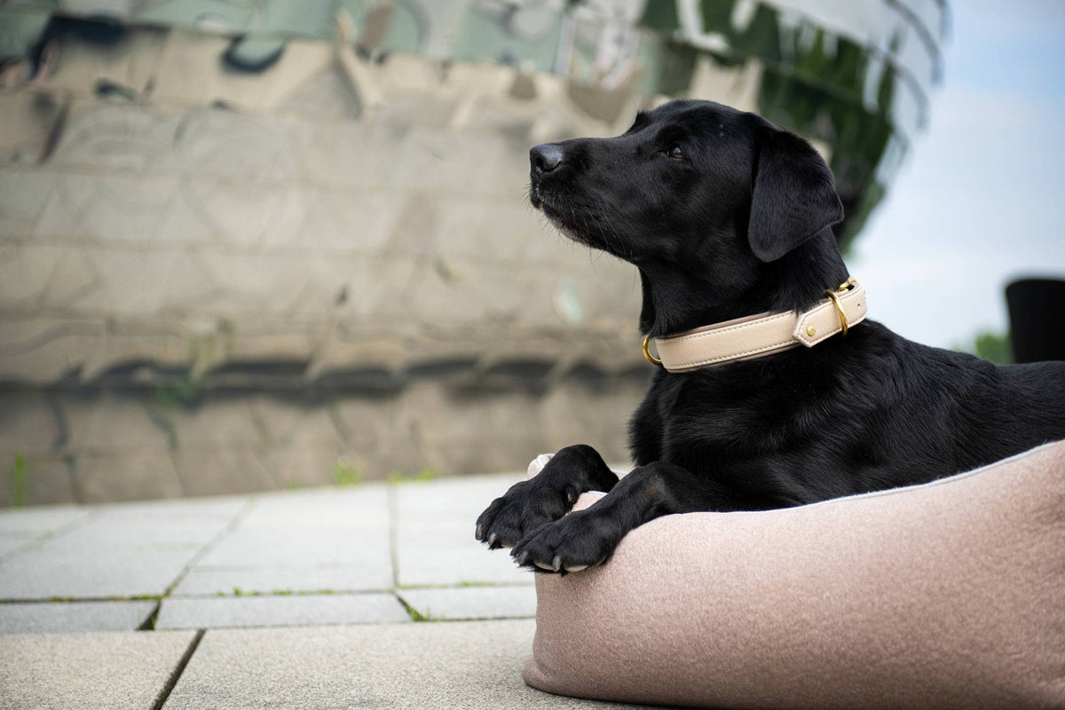 AMICI Hundehalsband IVORY