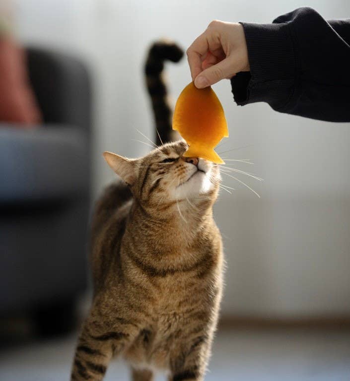 Rub Fish Katzenspielzeug