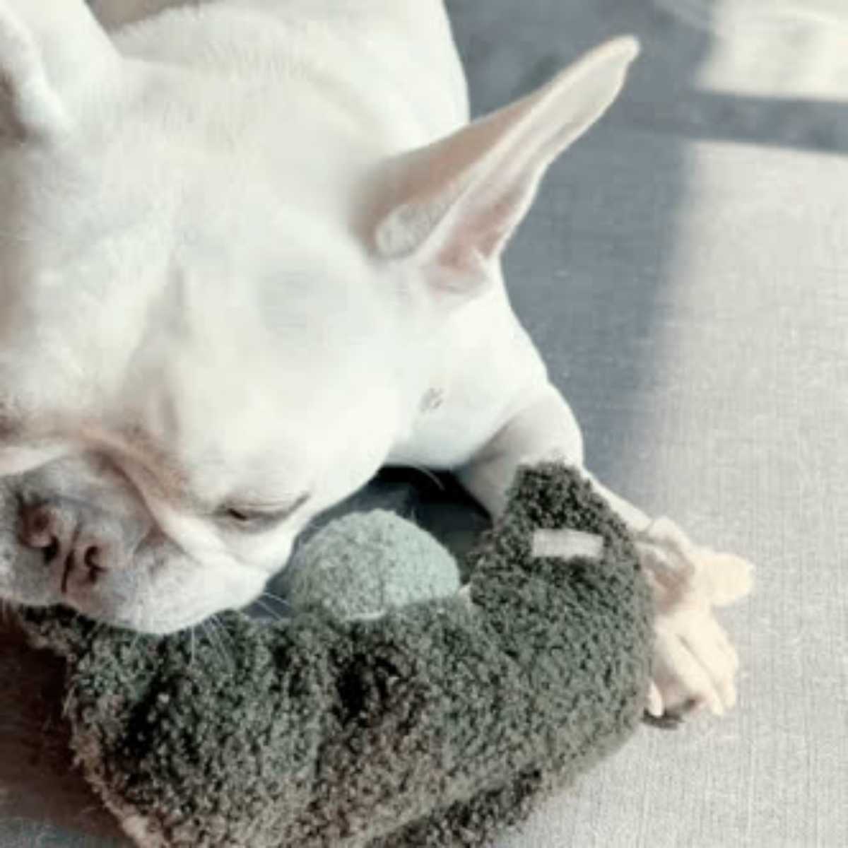 PEA POP//ANREICHERUNGSSPIELZEUG//SCHNÜFFELSPIELZEUG