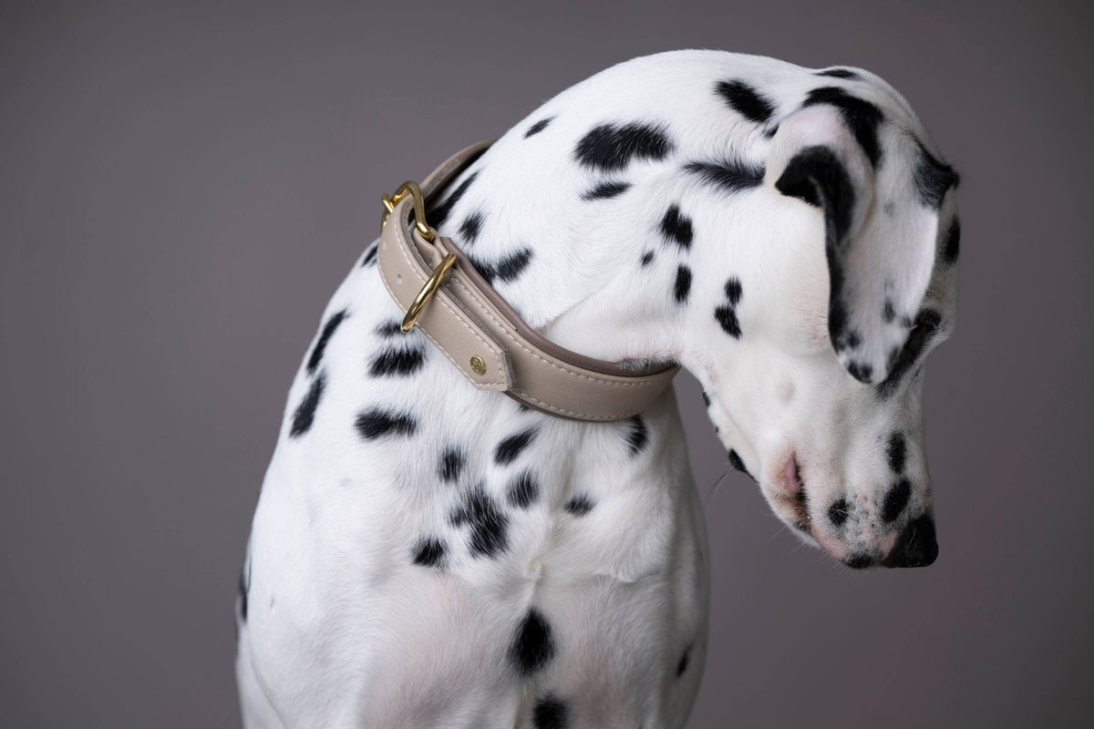 AMICI Hundehalsband IVORY