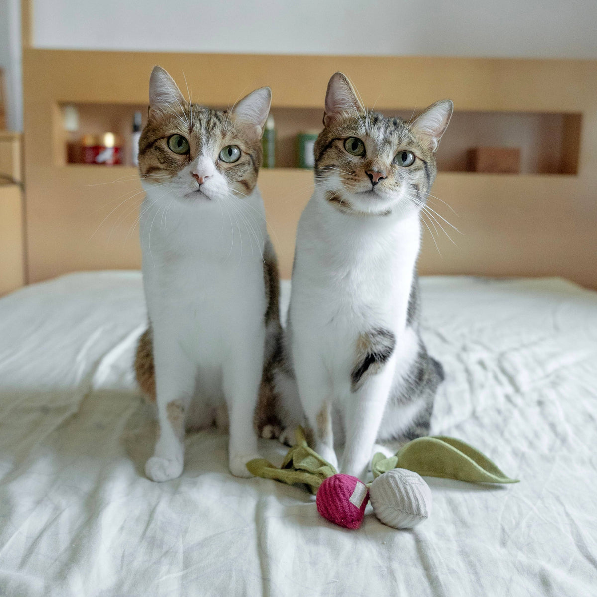 RADIESCHEN- UND KATZENSPIELZEUG