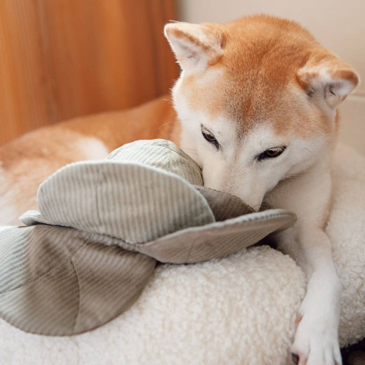 CABBAGE POP//ENRICHMENT HUNDESPIELZEUG