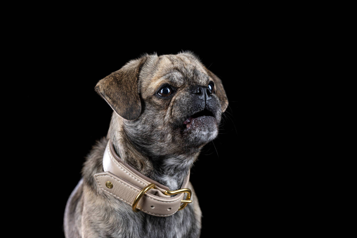 AMICI Hundehalsband IVORY