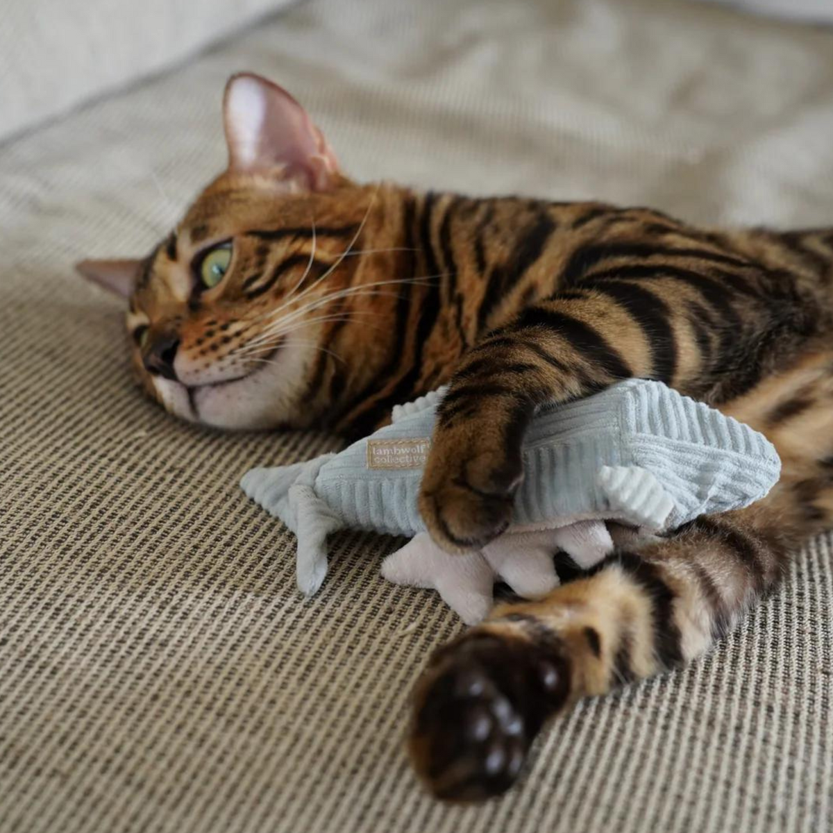 Kitty Trout