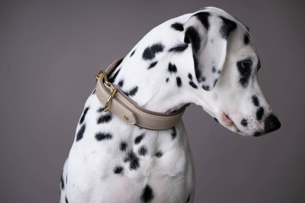 AMICI Hundehalsband IVORY