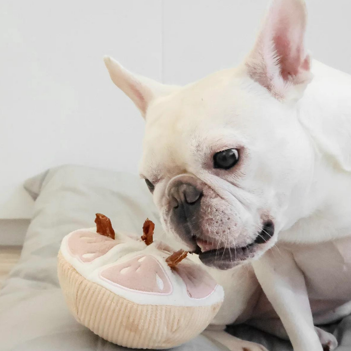 GRAPEFRUIT Squeaky + Snuffle