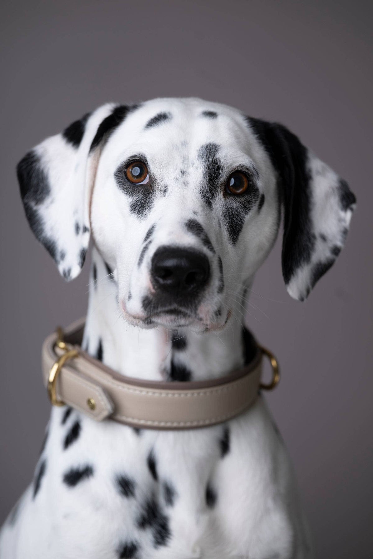 AMICI Hundehalsband IVORY