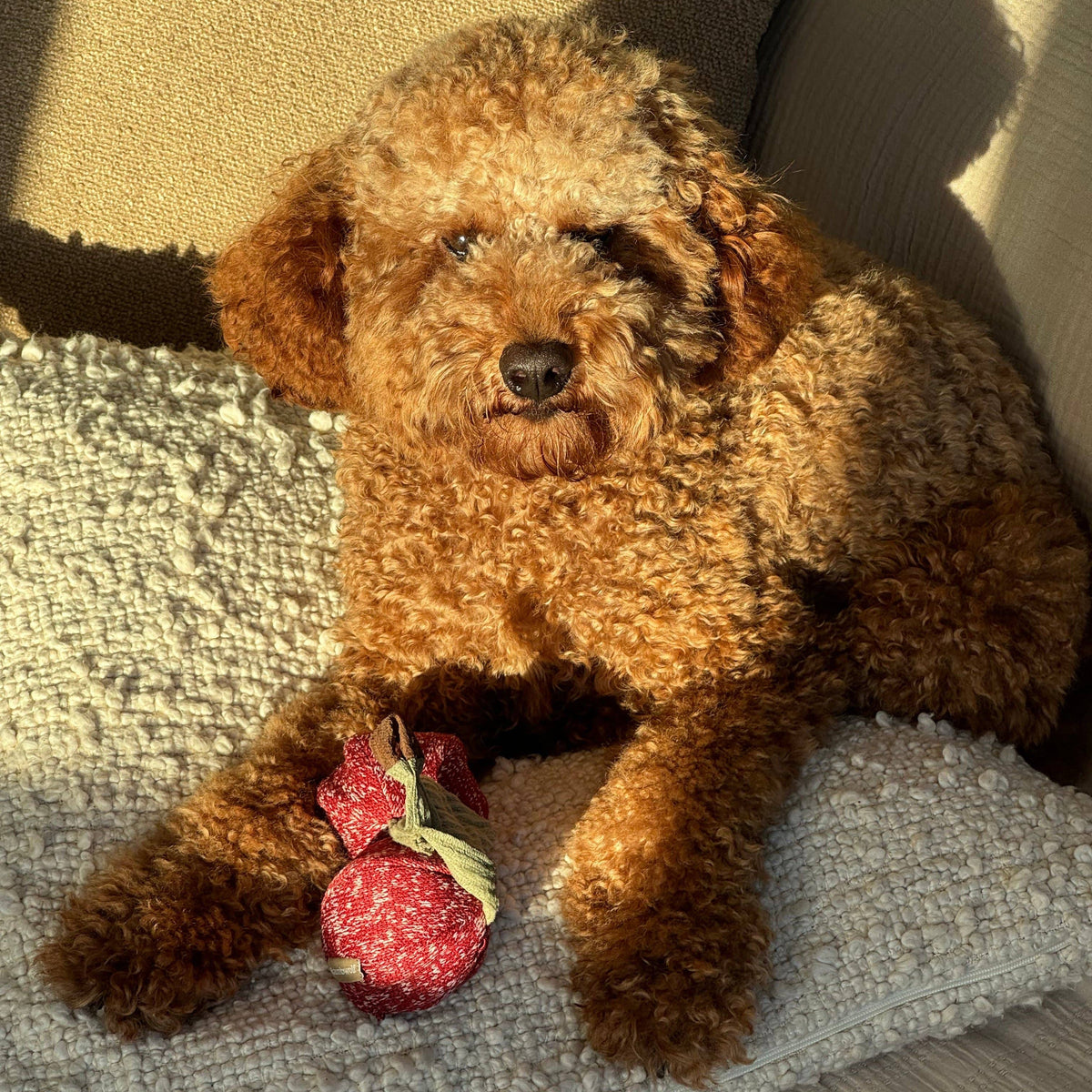 CHERRY POP//BEREICHERUNGSSPIELZEUG FÜR HUNDE