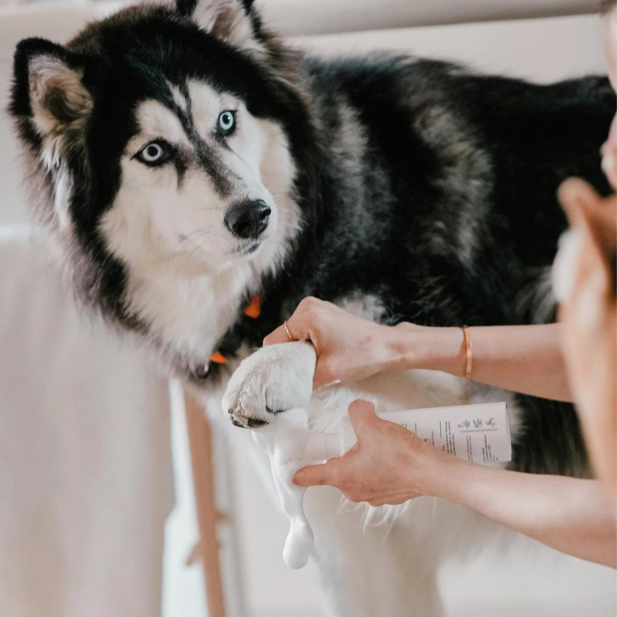 Amino Acid Paw Cleanser