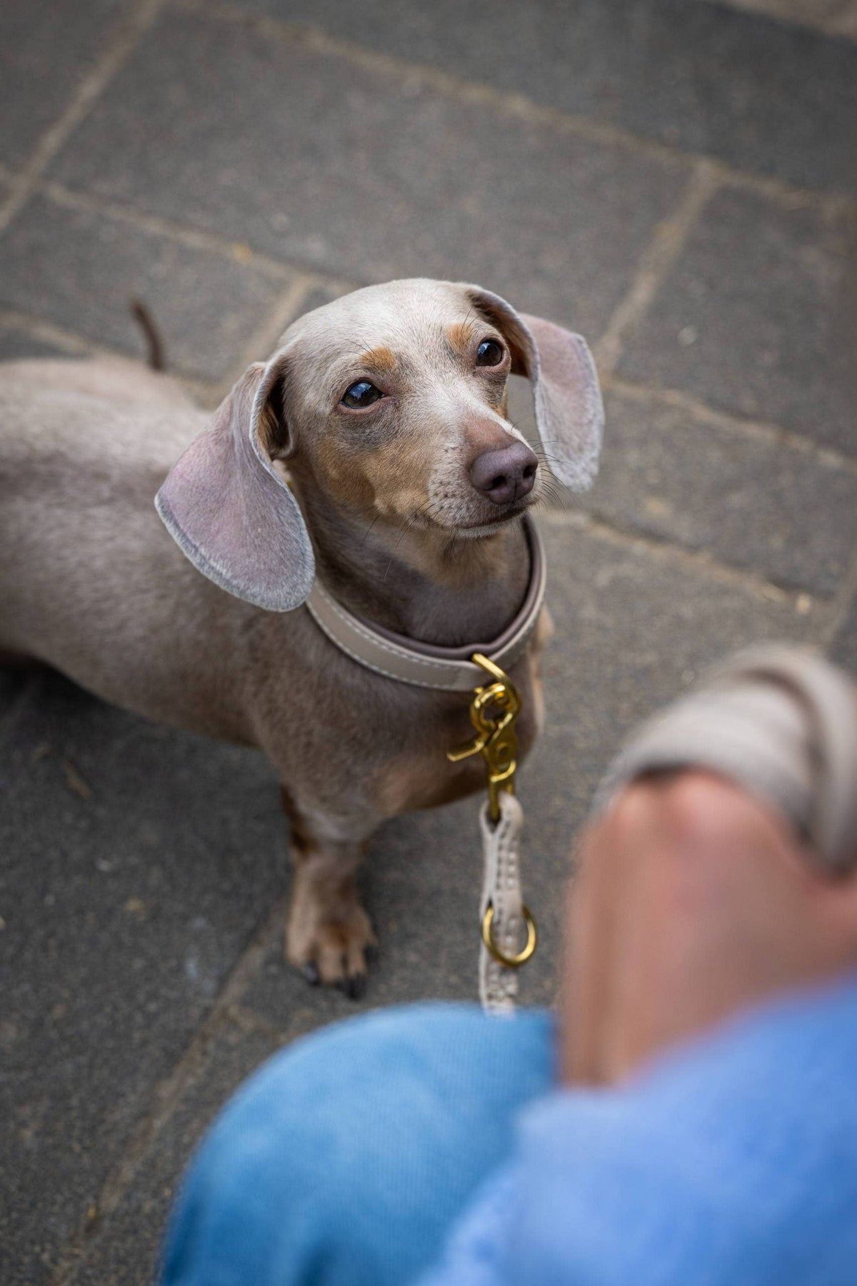 AMICI Hundehalsband IVORY