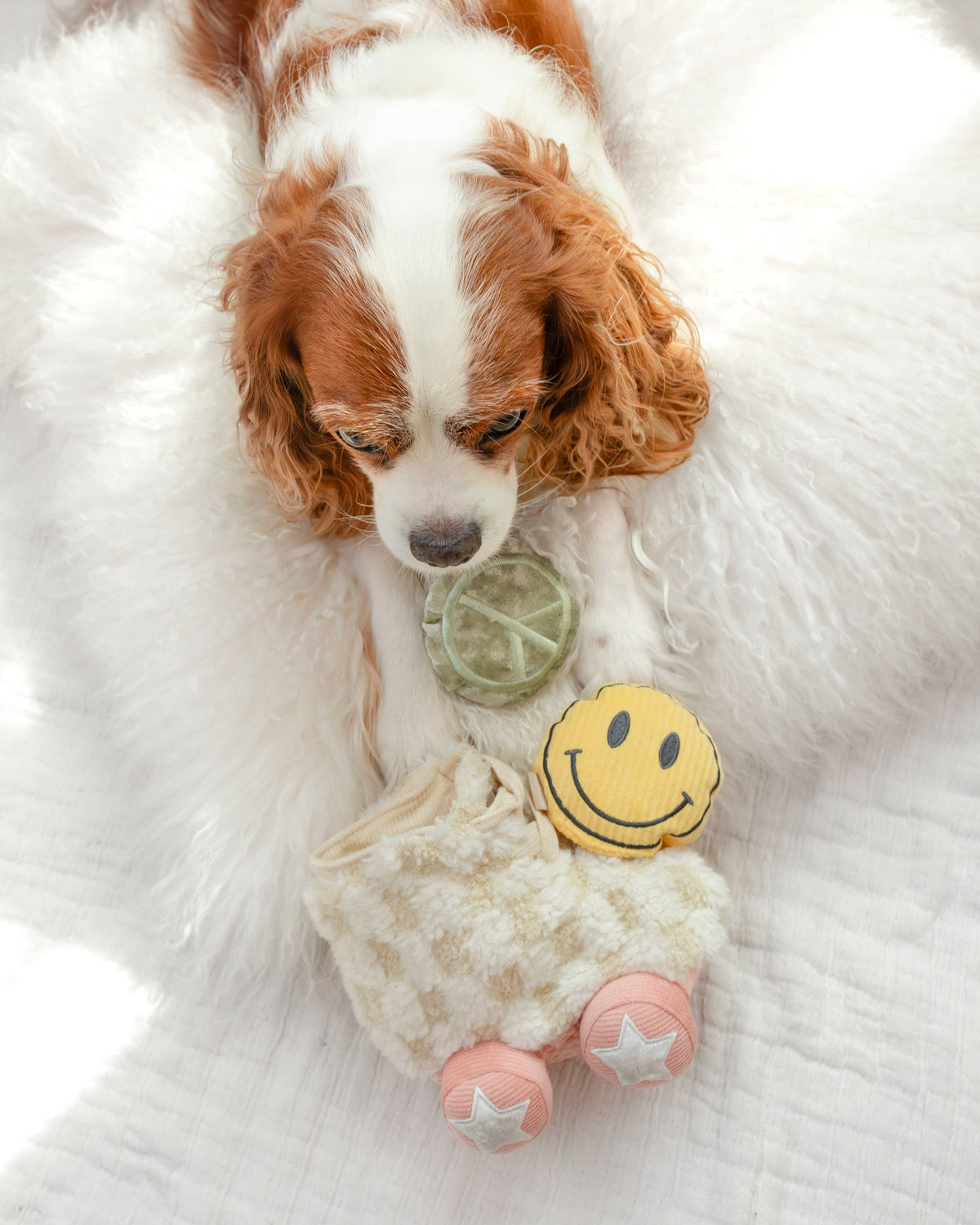 Rollschuh //BEREICHERUNG HUNDESPIELZEUG