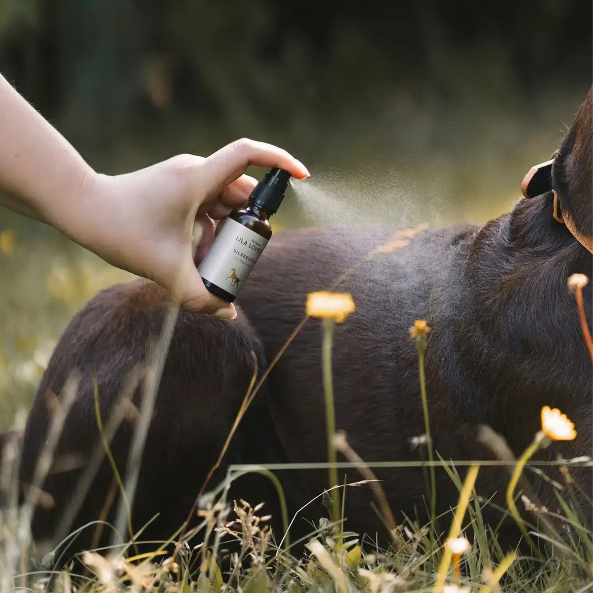 Silberspray