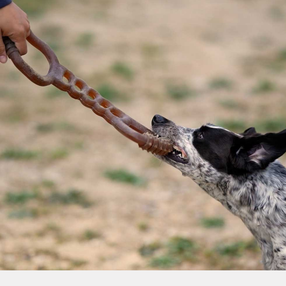 Rub Heavy Duty Hundespielzeug