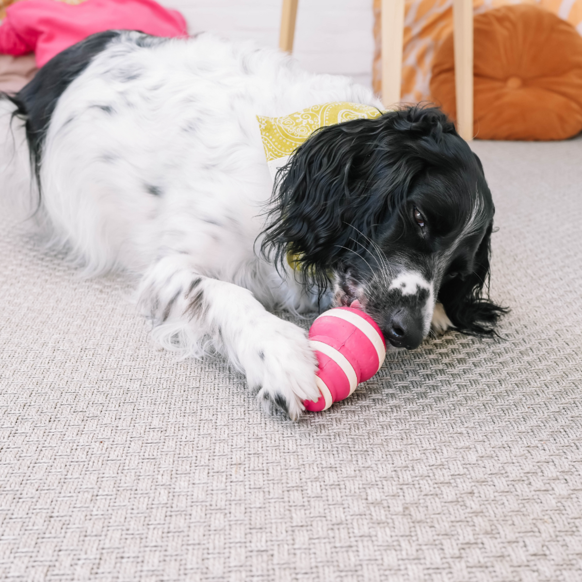 Der Bubble-Hundefutterspender