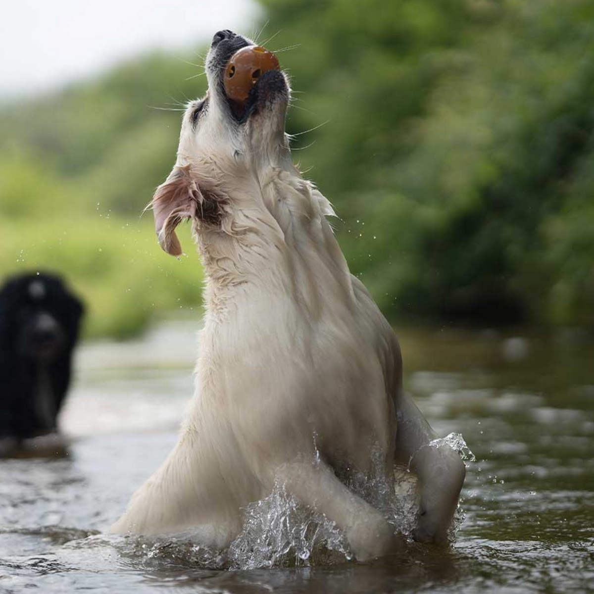 Rub Hole Hundespielzeug