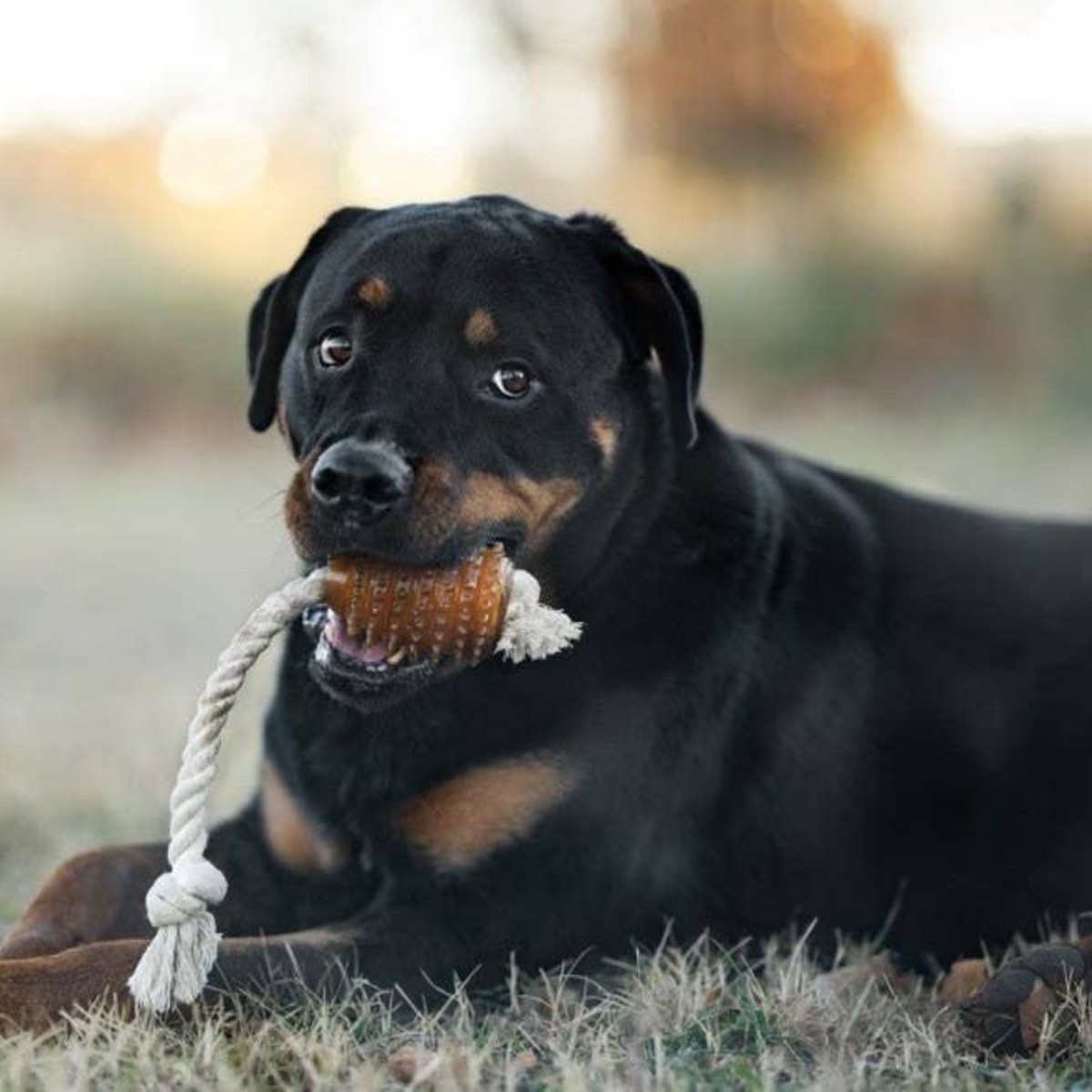 Rub Rugby Hundespielzeug