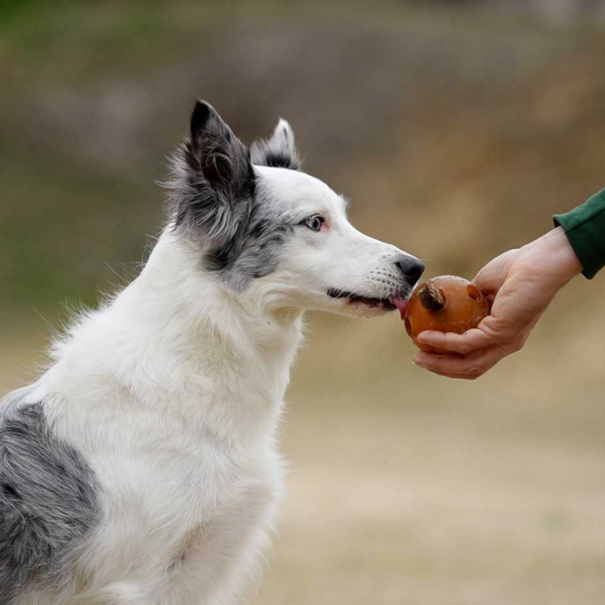 Rub Hole Hundespielzeug