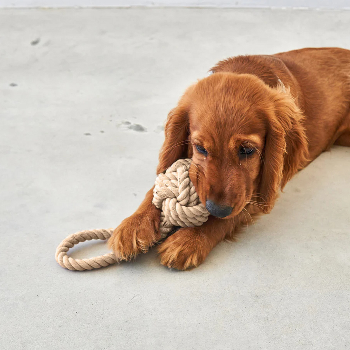 Nodo Hundespielzeug