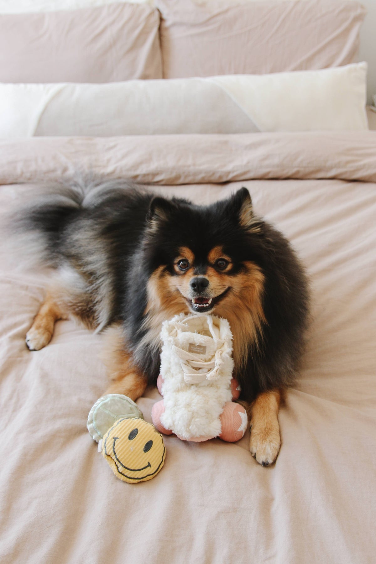 Rollschuh //BEREICHERUNG HUNDESPIELZEUG