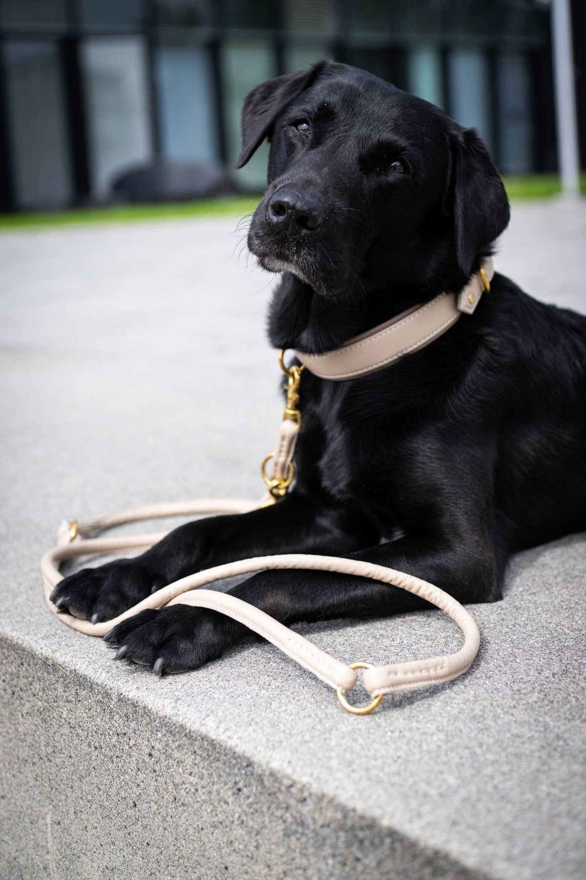 AMICI Hundehalsband IVORY