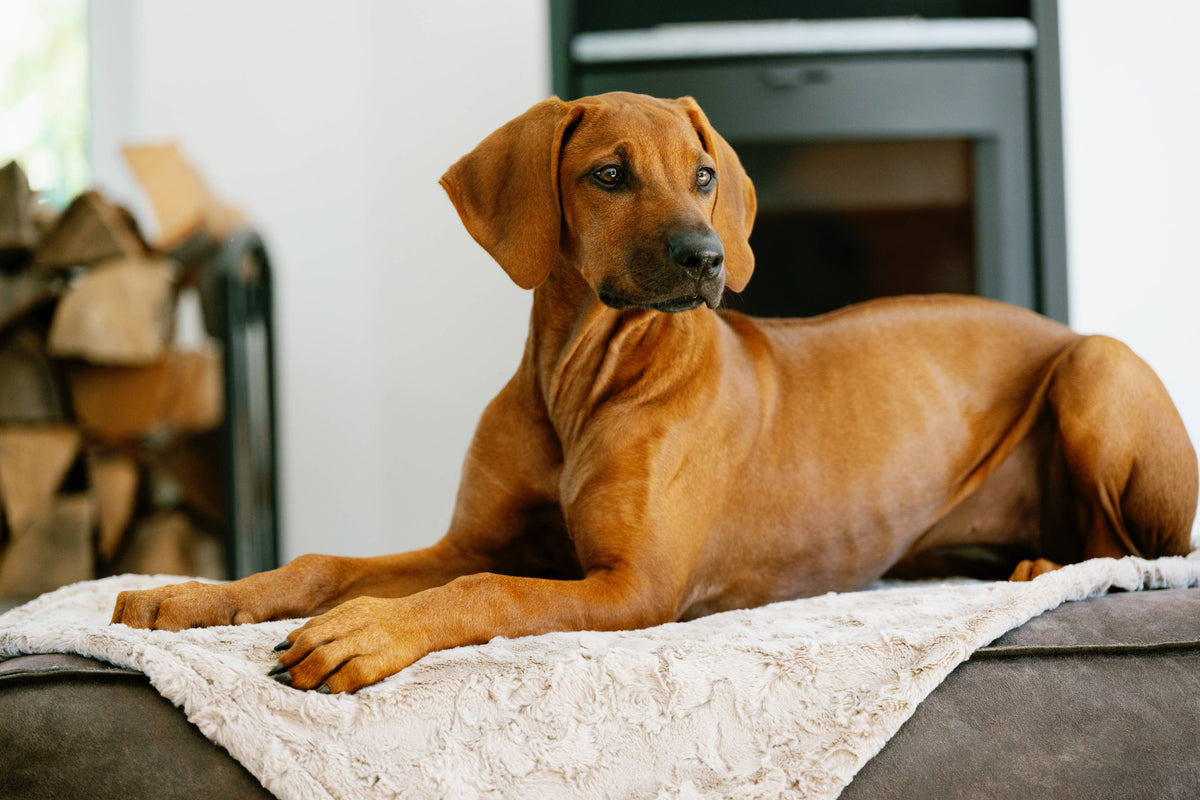 COZY BEIGE - Webpelz-Decke