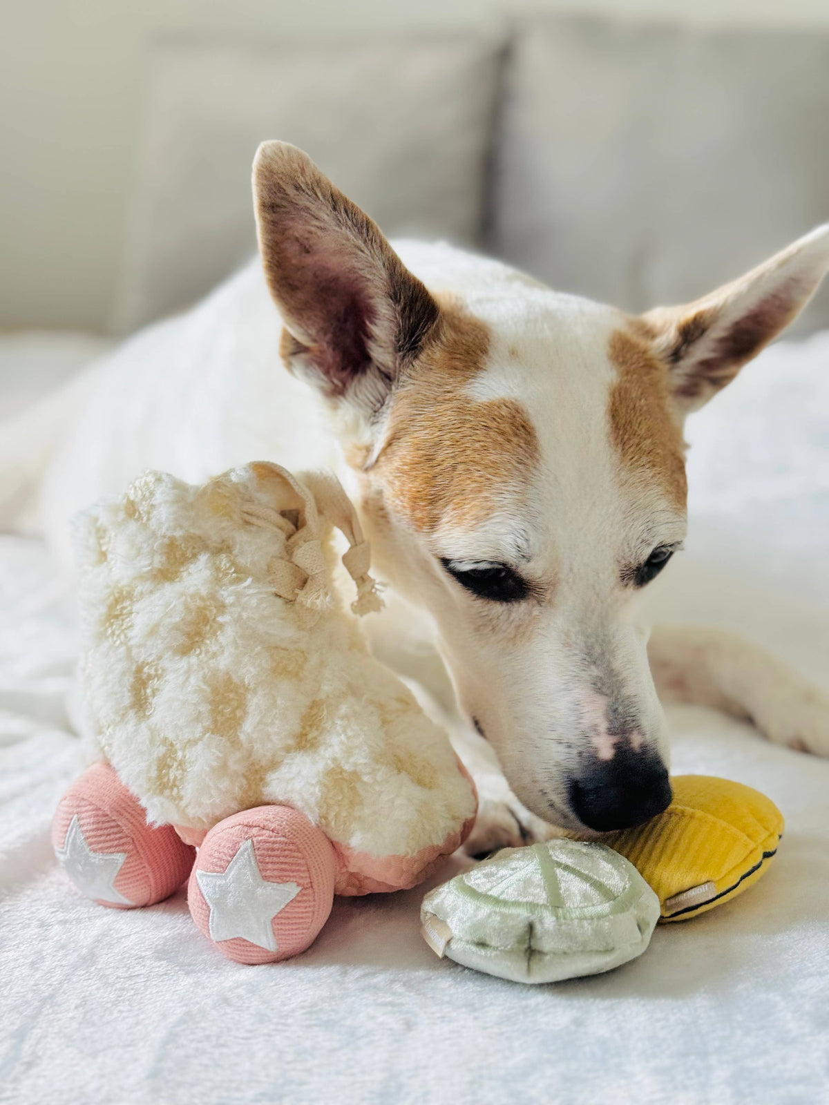 Rollschuh //BEREICHERUNG HUNDESPIELZEUG