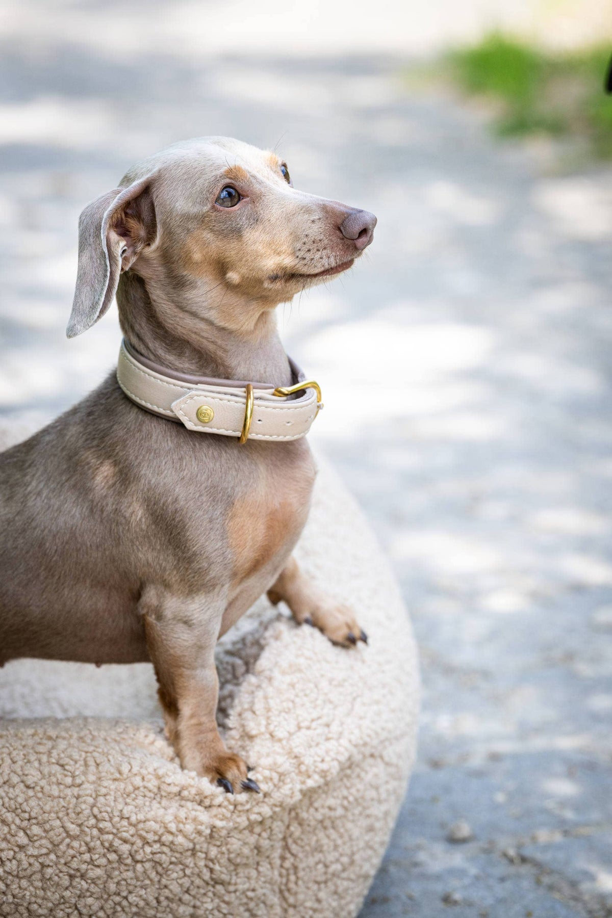 AMICI Hundehalsband IVORY