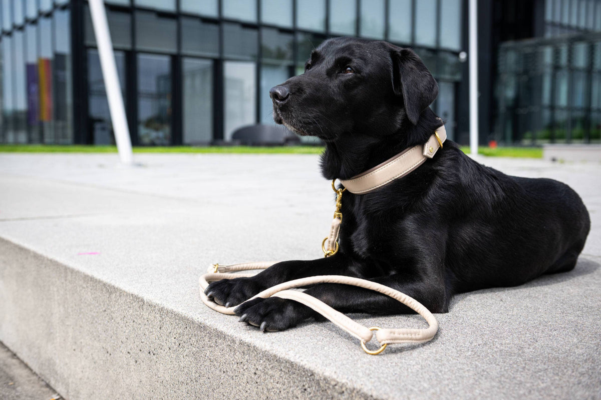 AMICI Hundehalsband IVORY