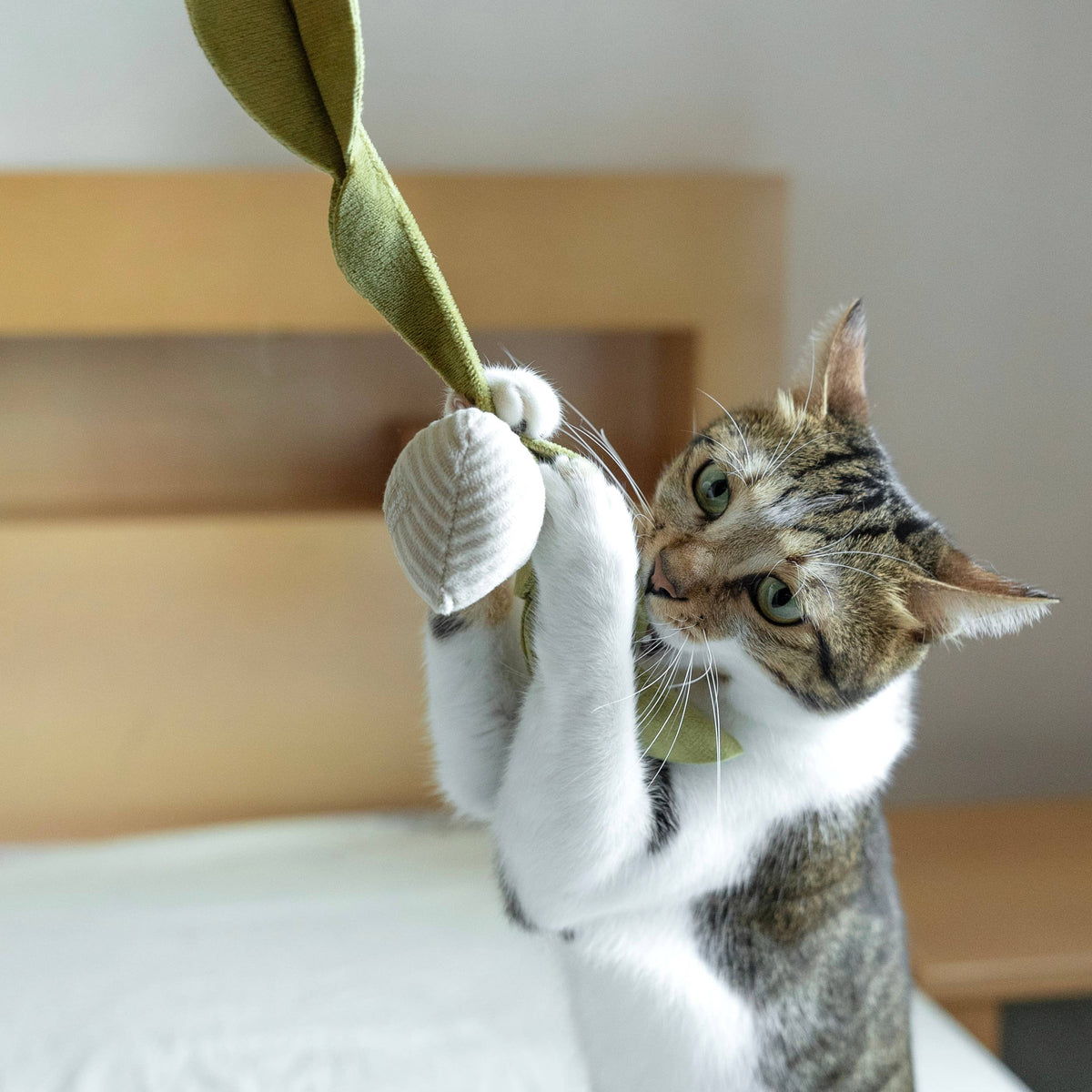 RADIESCHEN- UND KATZENSPIELZEUG