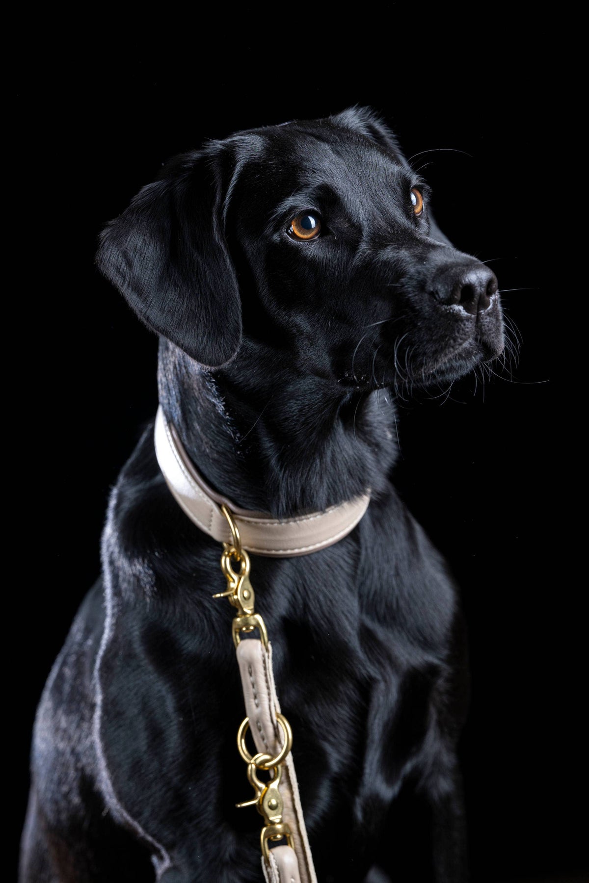 AMICI Hundehalsband IVORY