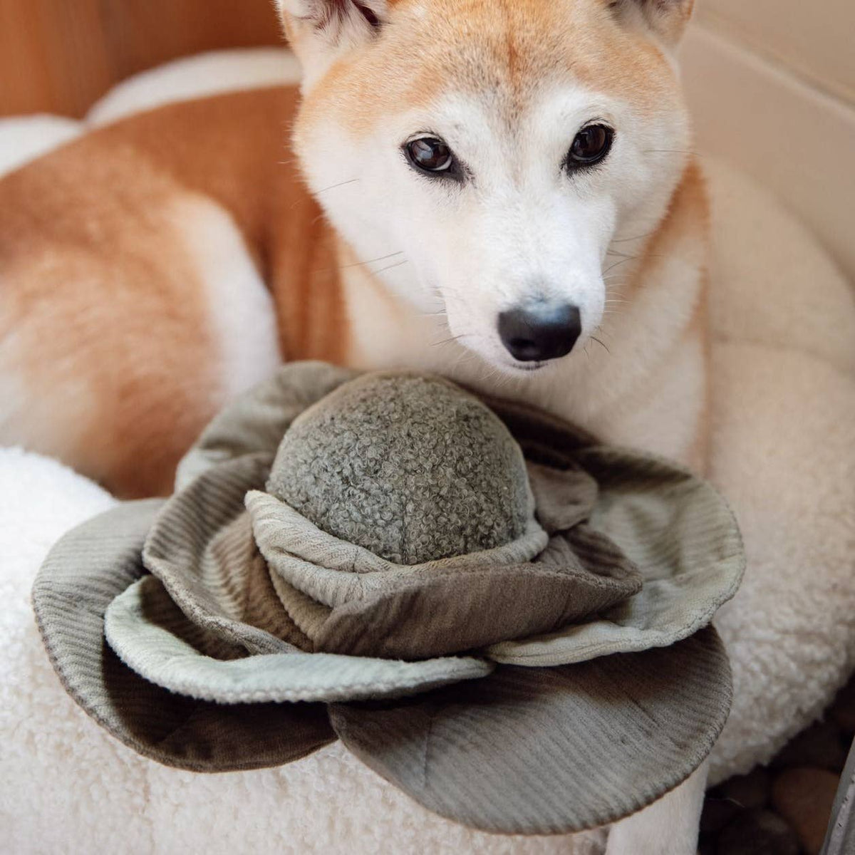 CABBAGE POP//ENRICHMENT HUNDESPIELZEUG